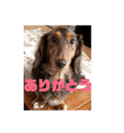 愛犬ロンベルエル（個別スタンプ：4）