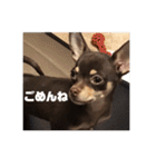 愛犬ロンベルエル（個別スタンプ：5）