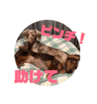 愛犬ロンベルエル（個別スタンプ：6）