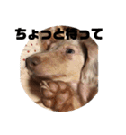 愛犬ロンベルエル（個別スタンプ：8）