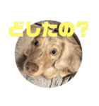 愛犬ロンベルエル（個別スタンプ：9）