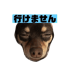 愛犬ロンベルエル（個別スタンプ：10）