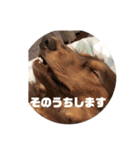 愛犬ロンベルエル（個別スタンプ：11）