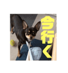 愛犬ロンベルエル（個別スタンプ：12）