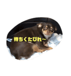 愛犬ロンベルエル（個別スタンプ：13）