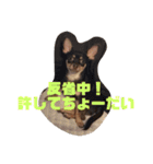 愛犬ロンベルエル（個別スタンプ：14）