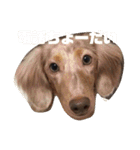 愛犬ロンベルエル（個別スタンプ：15）