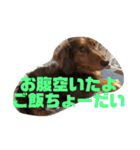 愛犬ロンベルエル（個別スタンプ：16）