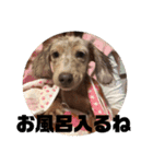 愛犬ロンベルエル（個別スタンプ：17）