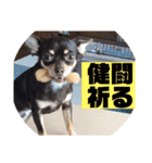 愛犬ロンベルエル（個別スタンプ：18）