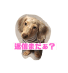 愛犬ロンベルエル（個別スタンプ：19）