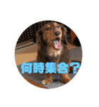 愛犬ロンベルエル（個別スタンプ：20）