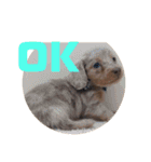 愛犬ロンベルエル（個別スタンプ：22）