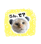 しらたまちゃん。ねこすたんぷ！（個別スタンプ：1）