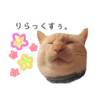 しらたまちゃん。ねこすたんぷ！（個別スタンプ：5）