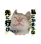 しらたまちゃん。ねこすたんぷ！（個別スタンプ：6）