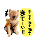 しらたまちゃん。ねこすたんぷ！（個別スタンプ：7）