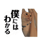 しらたまちゃん。ねこすたんぷ！（個別スタンプ：8）