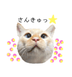 しらたまちゃん。ねこすたんぷ！（個別スタンプ：10）