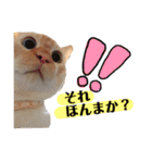 しらたまちゃん。ねこすたんぷ！（個別スタンプ：11）