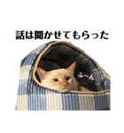 しらたまちゃん。ねこすたんぷ！（個別スタンプ：13）