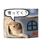 しらたまちゃん。ねこすたんぷ！（個別スタンプ：14）