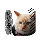 しらたまちゃん。ねこすたんぷ！（個別スタンプ：15）