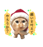 しらたまちゃん。ねこすたんぷ！（個別スタンプ：16）