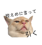 しらたまちゃん。ねこすたんぷ！（個別スタンプ：17）