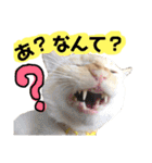 しらたまちゃん。ねこすたんぷ！（個別スタンプ：18）