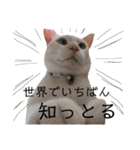 しらたまちゃん。ねこすたんぷ！（個別スタンプ：19）