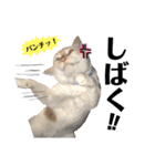 しらたまちゃん。ねこすたんぷ！（個別スタンプ：21）