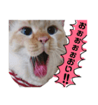 しらたまちゃん。ねこすたんぷ！（個別スタンプ：23）