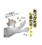 しらたまちゃん。ねこすたんぷ！（個別スタンプ：24）
