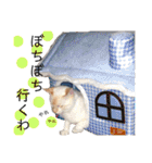 しらたまちゃん。ねこすたんぷ！（個別スタンプ：25）