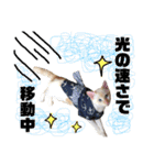 しらたまちゃん。ねこすたんぷ！（個別スタンプ：26）
