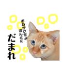 しらたまちゃん。ねこすたんぷ！（個別スタンプ：27）