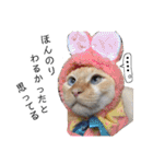 しらたまちゃん。ねこすたんぷ！（個別スタンプ：29）