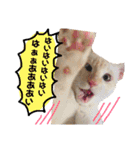 しらたまちゃん。ねこすたんぷ！（個別スタンプ：30）