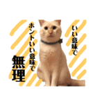 しらたまちゃん。ねこすたんぷ！（個別スタンプ：31）