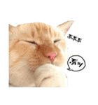 しらたまちゃん。ねこすたんぷ！（個別スタンプ：32）