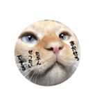 しらたまちゃん。ねこすたんぷ！（個別スタンプ：33）
