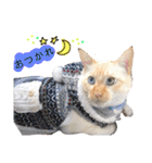 しらたまちゃん。ねこすたんぷ！（個別スタンプ：36）