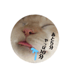 しらたまちゃん。ねこすたんぷ！（個別スタンプ：37）