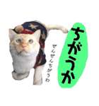 しらたまちゃん。ねこすたんぷ！（個別スタンプ：39）