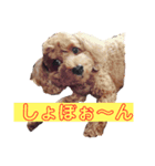 コロンさん2 〔収益はエサ代になります〕（個別スタンプ：1）