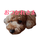 コロンさん2 〔収益はエサ代になります〕（個別スタンプ：4）