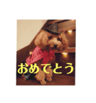 コロンさん2 〔収益はエサ代になります〕（個別スタンプ：5）