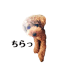 コロンさん2 〔収益はエサ代になります〕（個別スタンプ：6）