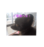 くまんちゅー（個別スタンプ：8）